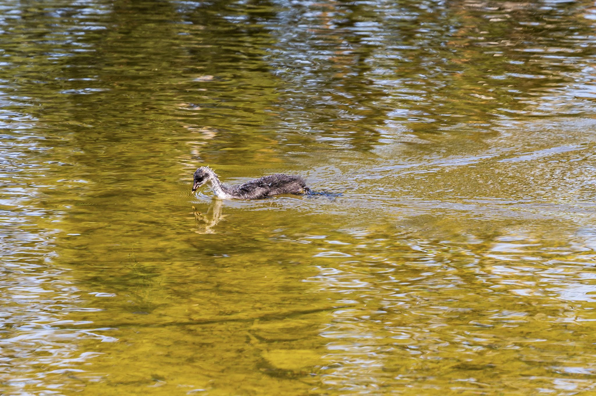Kajaktour Staffelsee 12.06.22